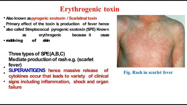 Streptococcus (Virulence Factors & Pathogenesis) смотреть онлайн