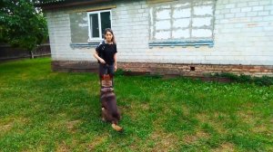 Взрослая немецкая овчарка. Подбираем индивидуальный подход.
