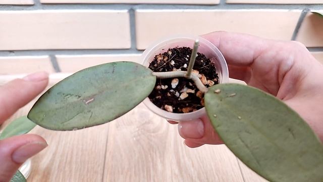 Черенкование и укоренение хойи Сильвер Доллар. Грунт для хойи