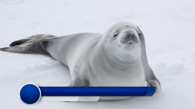 7 ноября - видеопутешествие "Неизвестная Антарктида" - ДК с. Пузино смотреть онлайн