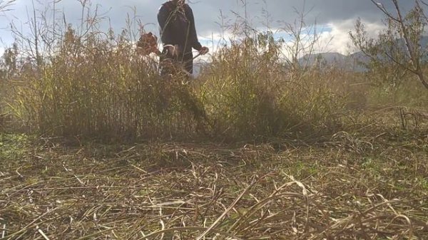 Efco 8460 bush cutter