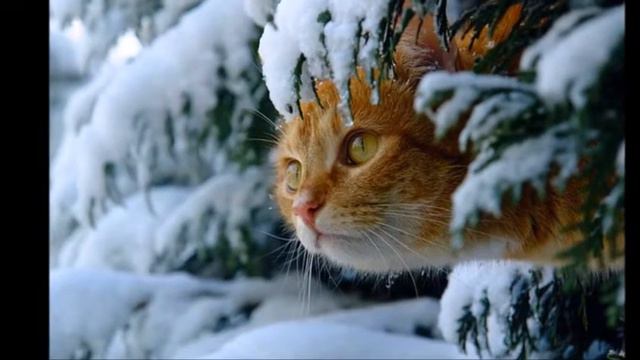 Поздравление в день свадьбы смотреть онлайн
