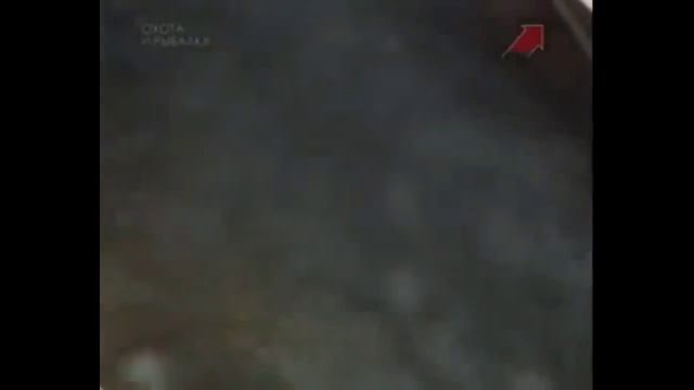 Лесные приготовления