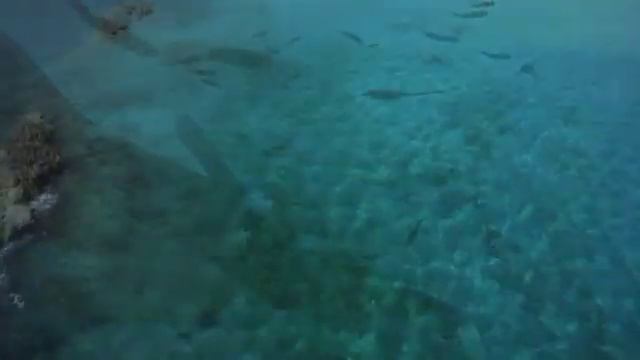 МОРСКИЕ МОНСТРЫ смотреть онлайн