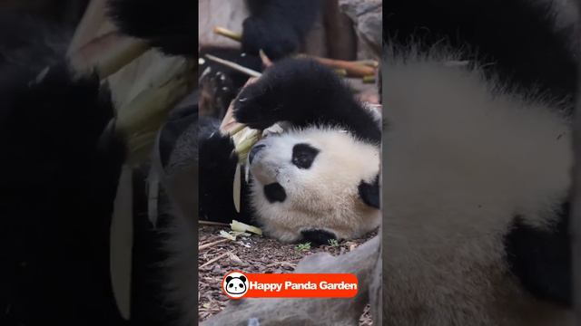 Panda lying down and eating | giant panda & cute panda смотреть онлайн