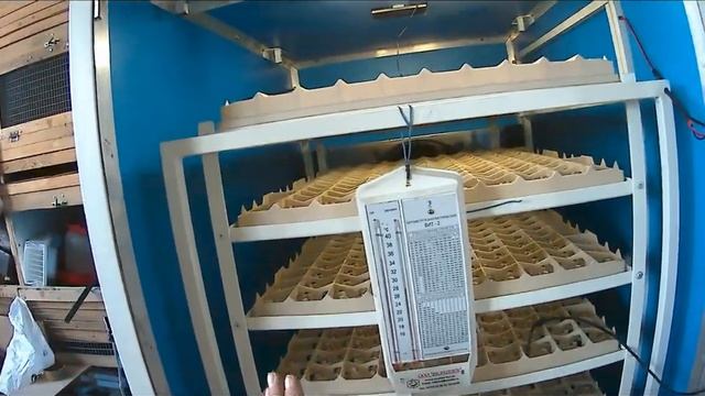 Автоматический универсальный инкубатор на 900 яиц в Калининград -/- Новосибирск. смотреть онлайн