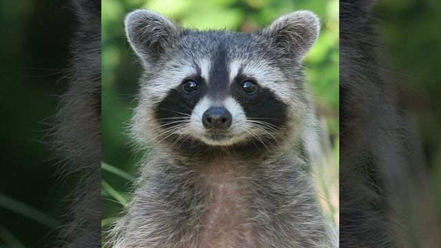 САМЫЕ ИНТЕРЕСНЫЕ ФАКТЫ О ТРИТОНЕ! (Познавательное видео для детей с Енотом Почемучкой). смотреть онлайн