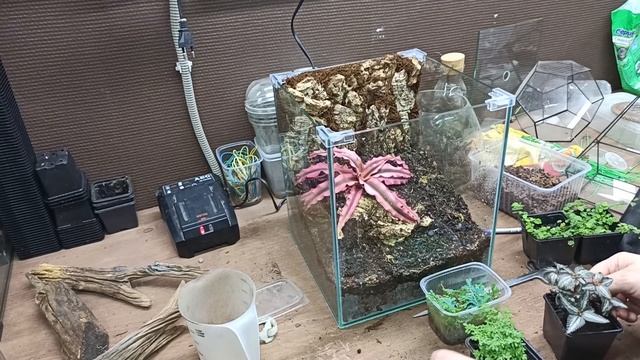 Элементарный фон для террариума? Это Кора смотреть онлайн