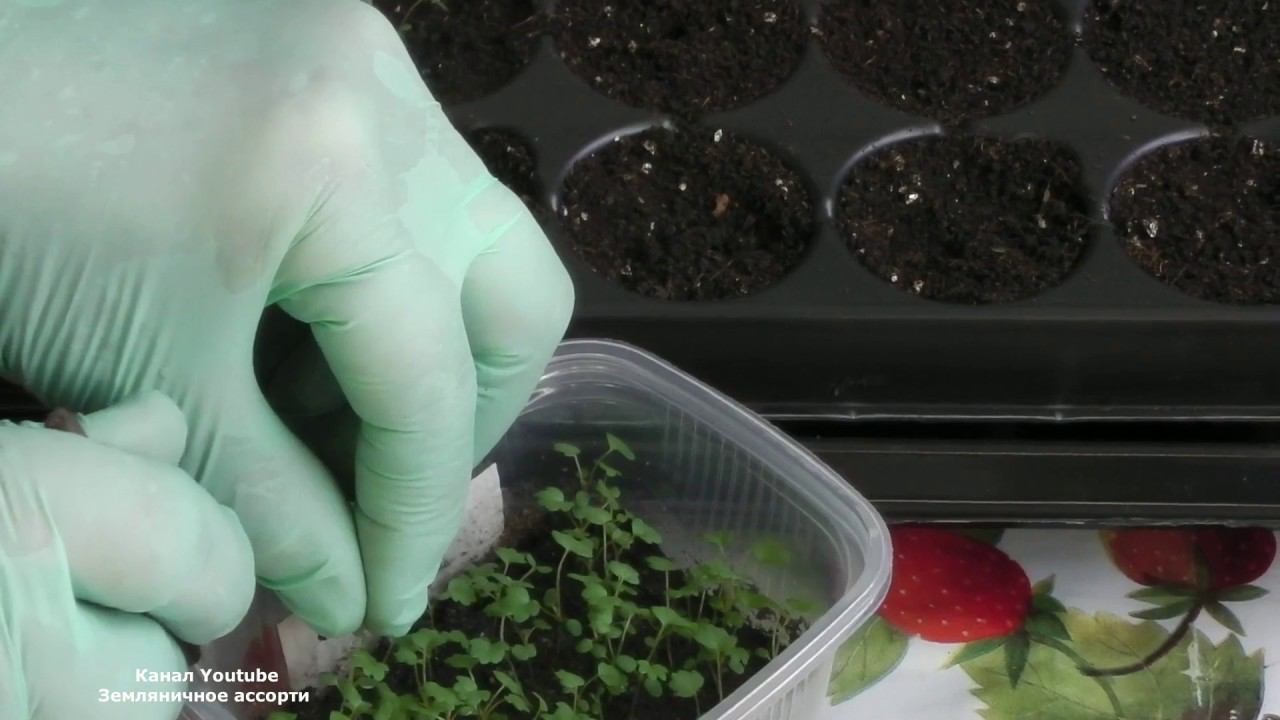 ПЕРВАЯ ПИКИРОВКА ЗЕМЛЯНИКИ ИЗ СЕМЯН .ЧАСТЬ 3 ВСЕ О ПЕРВОЙ ПИКИРОВКЕ ЗЕМЛЯНИКИ смотреть онлайн