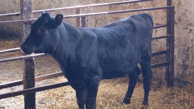 Откорм Абердин-Ангусских бычков как бизнес идея | Откорм Ангусов смотреть онлайн