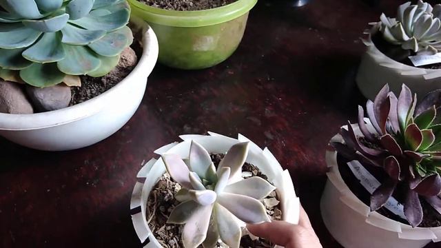 SUCULENTAS QUE AMAN EL SOL CONOSELAS смотреть онлайн