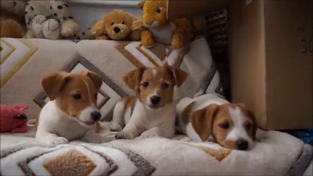 щенки Джек Рассел Терьера 2 меяца 07122017 1 смотреть онлайн