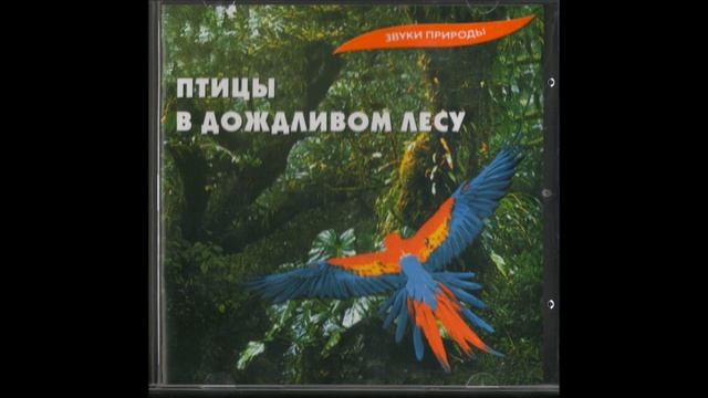 Птицы в дождливом лесу. Звуки природы без музыки. смотреть онлайн