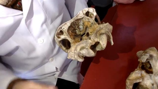 Анатомия животных Череп Часть 10 смотреть онлайн