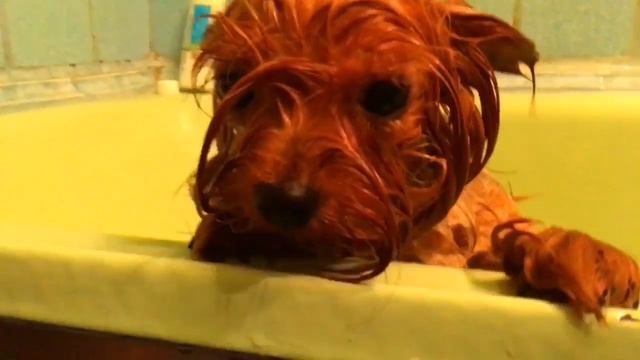 Принимаю ванну?|Как правильно мыть собаку???