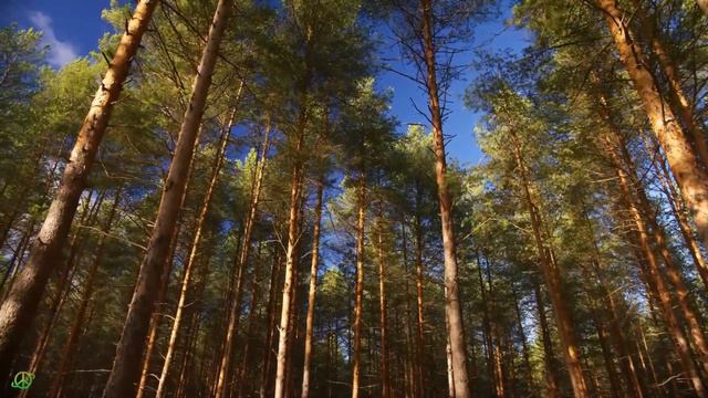 The Spirit Frequency - Deep Spiritual Cleansing | Emotional & Spiritual Detox Meditation Music