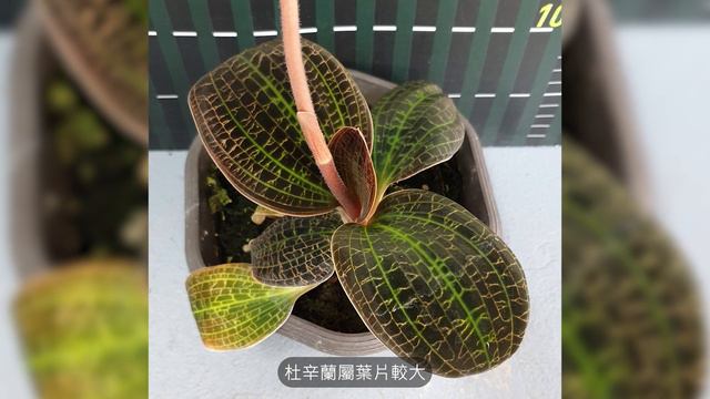 寶石蘭 Jewel Orchids