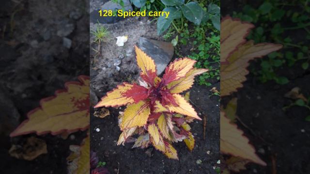 Моя коллекция колеусов. 3 часть.