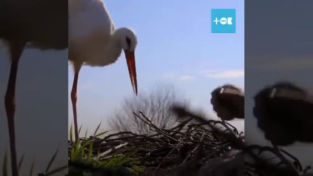 История про аиста Милену. смотреть онлайн