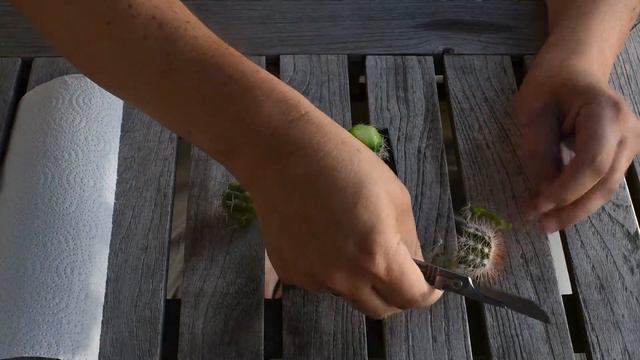Grafting frosthardy Echinocerei смотреть онлайн
