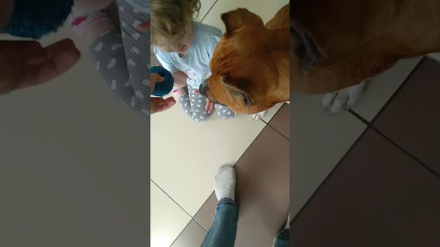 Ксюша пытается взять мяч у Гектора(Стафф) смотреть онлайн