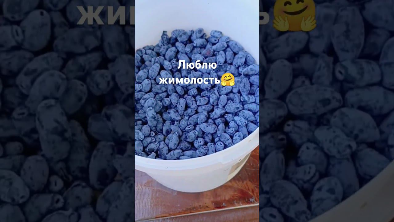 жимолость смотреть онлайн
