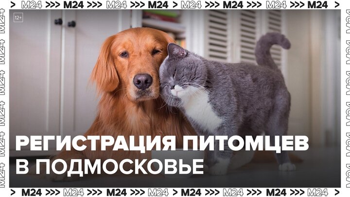 Закон о регистрации домашних животных вступил в силу в Подмосковье - Москва 24