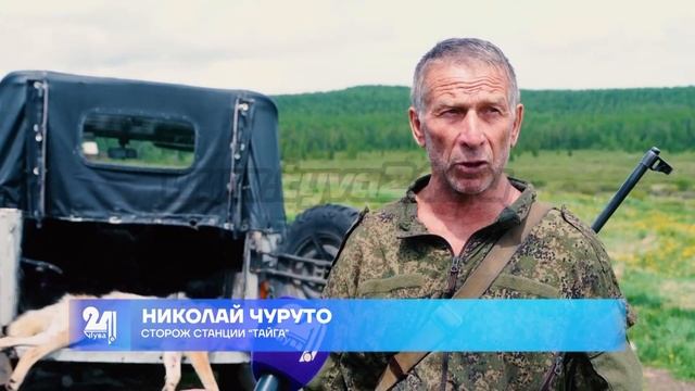 Осторожно, волки в «Тайге»! смотреть онлайн