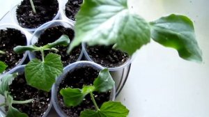 Тайская тыква из семян(Бенинказа щетинистая)/Thai gourd from seeds (Benincasa bristle)