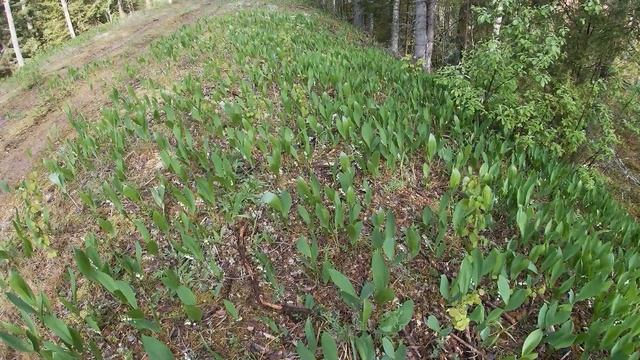 За ландышами. смотреть онлайн