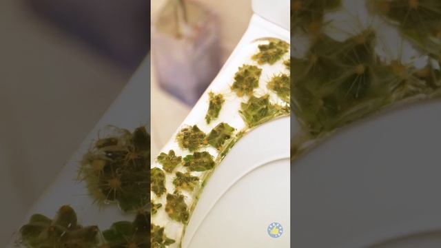 Удивительные поделки из клея и эпоксидной смолы, которые сделают вашу жизнь ярче смотреть онлайн