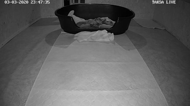 Я Такса ?DAY 27/1.Щенки таксы онлайн ? Dachshund puppies online смотреть онлайн