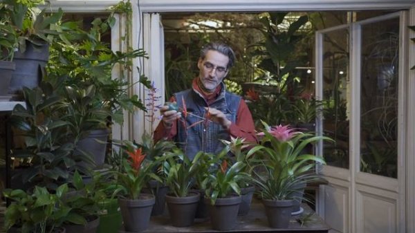 Bromeliaceae - Tutorial