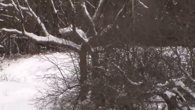 Snowmobiling at Swiss Farm Inn смотреть онлайн