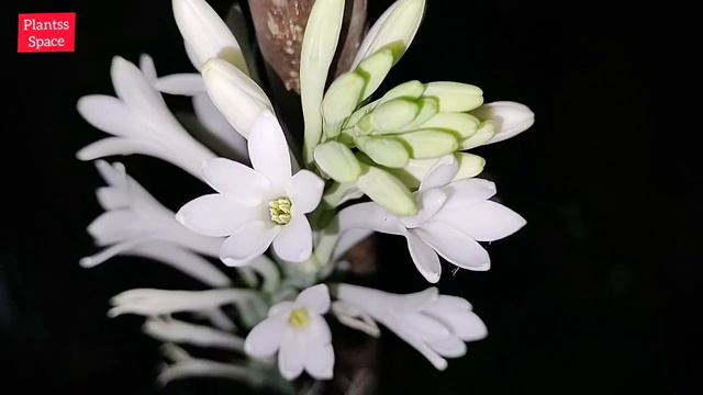 747:- Top 6 Fragrant Flowering Plants / 6 खुशबूदार फूलों के पौधे / Khushbu Vale Phoolon Ke Paudhe смотреть онлайн