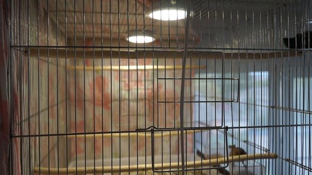 Краснодеревый Кенар смотреть онлайн