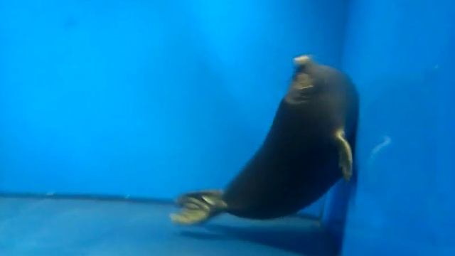 Нерпа плавает. смотреть онлайн