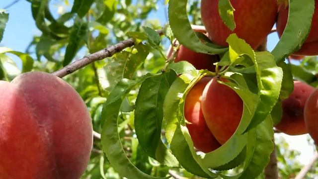 The Desert Fruit Chronicles Ep. 2 Florida Prince Peach and Fuyu Persimmon смотреть онлайн