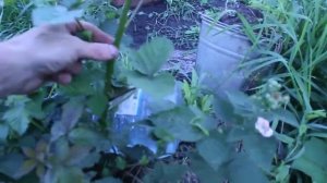 Выращивание ежевики в Сибири в открытом грунте. Первые результаты