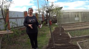 КОРИАНДР( КИНЗА)  посев и выращивание, заготовка.