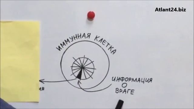 Что такое Трансфер Фактор for ATLANT24 смотреть онлайн