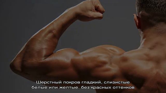 Убойный выход и качество мяса КРС смотреть онлайн