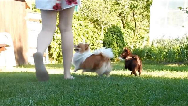 VLOG Мой Вечер с ДВУМЯ Чихуахуа ll Готовим ВКУСНЯШКИ для СОБАК смотреть онлайн