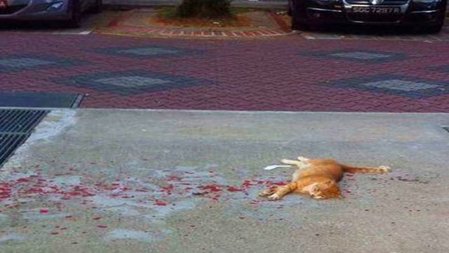 Парень бросился на помощь лежащему в крови коту, но коту было хорошо смотреть онлайн