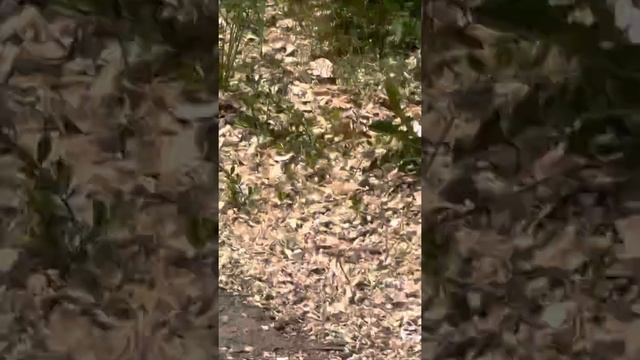 Катание на гироскутере смотреть онлайн