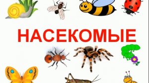 Насекомые и жуки для детей