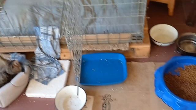 Вторая половина 20.11.2023. Обработали ВЕКТРой от блох.