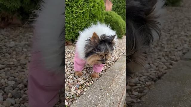 Комбинезон для собак "Блеск" смотреть онлайн