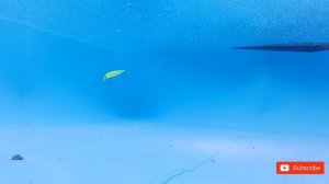 Pontoon 21 Saunda/fishing lure/underwater testing