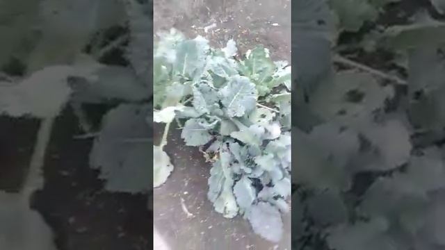 Обзор капусты кольраби и базилика. Огород коллеги моей дочери. смотреть онлайн